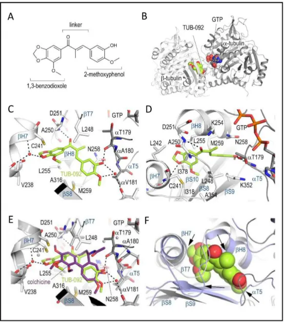 Figure 3: X-ray analysis of the chalcone-tubulin complex.  (A) Chemical structure of TUB092