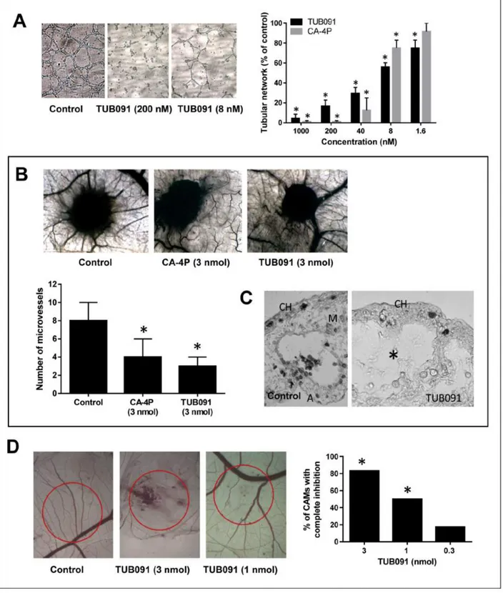 Figure 6: Anti-angiogenic and VDA activity of TUB091.  (A) Disruption of the vascular network