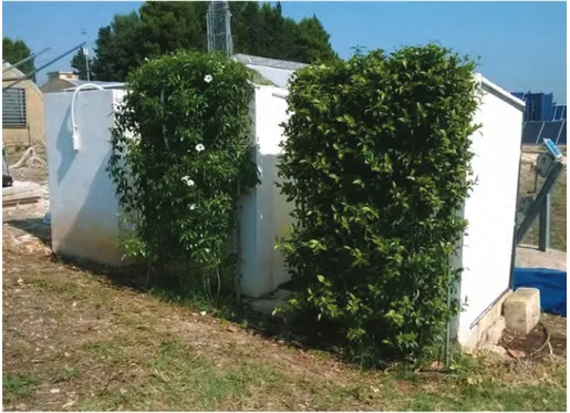 Figure 1: the experimental green façades at the University of bari; the left wall is the  reference uncovered wall, the central wall is covered with Pandorea jasminoides  variegated and the right wall with Rhyncospermum jasminoides.
