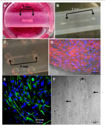 FIGURE 2 | Successful generation of mouse and human skeletal muscle constructs using the simple silicone chamber system