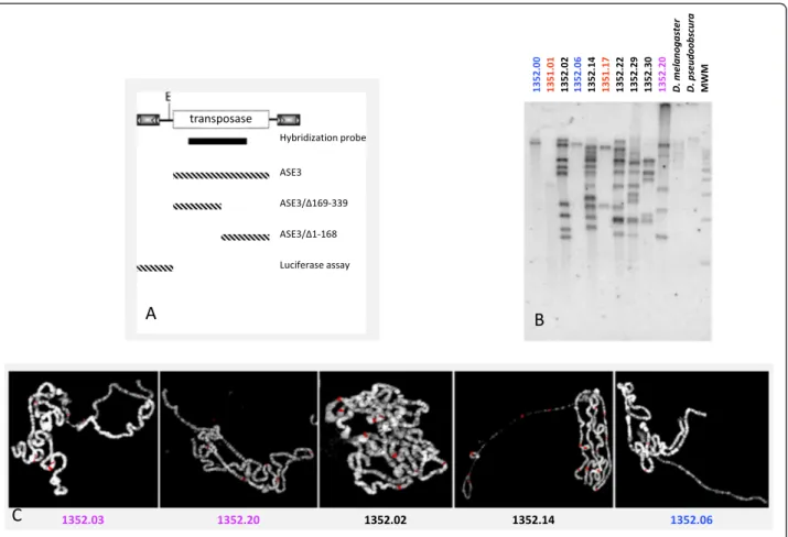 Figure 2 Bari3 distribution in the genome of Drosophila mojavensis. A) Schematic representation of the Bari3 transposon