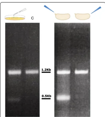 Figure 5 Reverse-transcription polymerase chain reaction (RT-PCR) results. Left panel, RT-PCR results from transfected cells