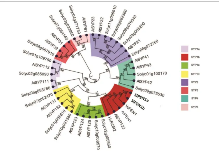 FIGURE 1 | Phylogenetic relationships of 41 syntaxins. The dataset includes barley HvROR2, grapevine VvPEN1, the 18 Arabidopsis syntaxins (AtSYPs and AtPEN1) and the 21 predicted tomato syntaxins identified in this study (named with the SolGenomics Network