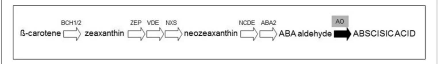 FIGURE 1 | Simplified representation of the abscisic acid pathway. The conversion of β-carotene to abscisic acid is catalyzed by the β-carotene hydroxylases (BCH1/2), zeaxanthin epoxidase (ZEP), violaxanthin de-epoxidase (VDE), neoxanthin synthase (NXS), 9