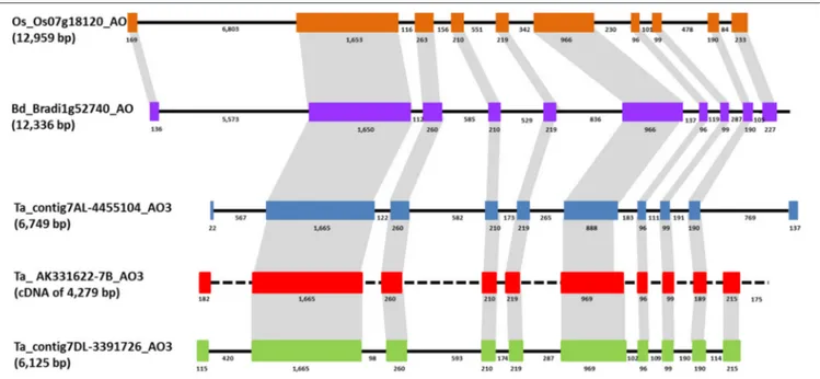 FIGURE 3 | Comparison of AO3 gene structures in rice, Brachypodium, and wheat is shown based on colored boxes highlighting conserved exons