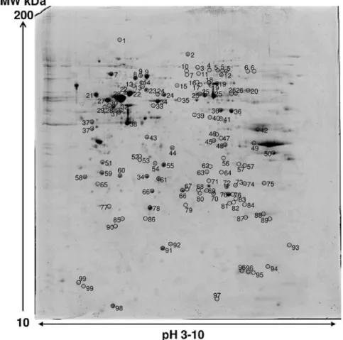 Figure 5. Representative 2-DE map of proteins extracted from the RCC85#21 clone. The image analysis of three different gels showed 700±26 spots.