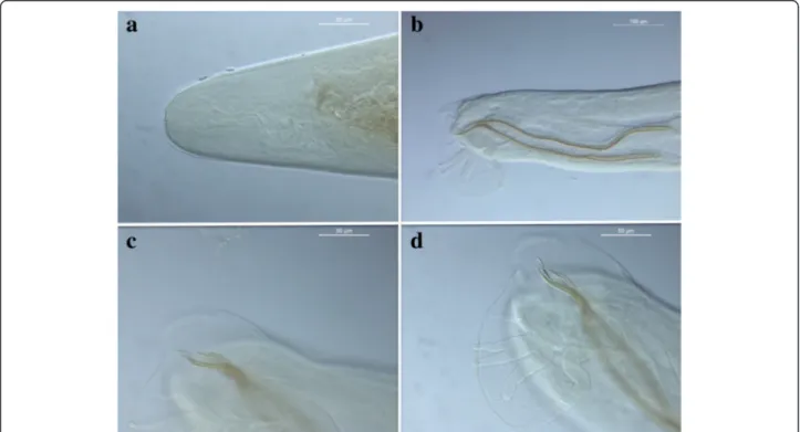 Fig. 1 Case 1. Cephalic extremity of Angiostrongylus vasorum (a); Short copulatory bursa featured by well-developed bursal rays (b); Strongly sclerotised spicules with a thin membrane (c); Spicules measured 0.456 mm and 0.459 mm in length (d)