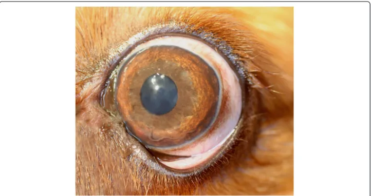 Fig. 2 Case 2. Angiostrongylus vasorum in the anterior chamber of the left eye of a dog