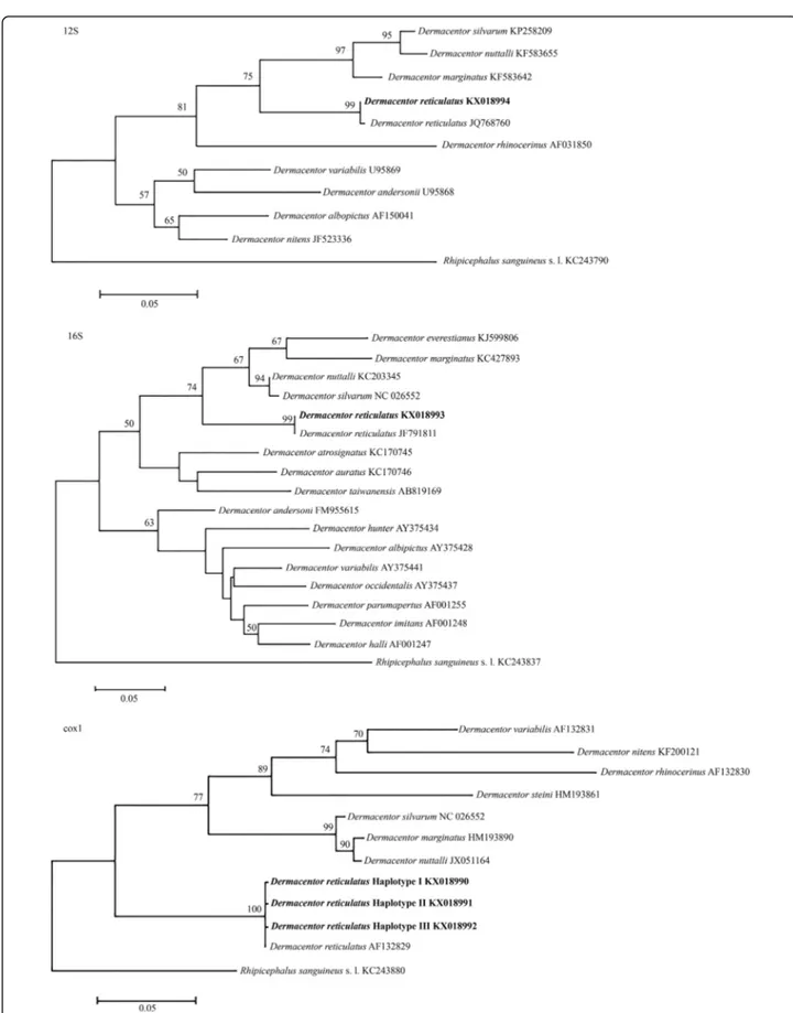 Fig. 3 Phylogenetic trees for Dermacentor spp. including the newly-sequenced isolates of Dermacentor reticulatus (bold) and sequences from other species available in the GenBank database