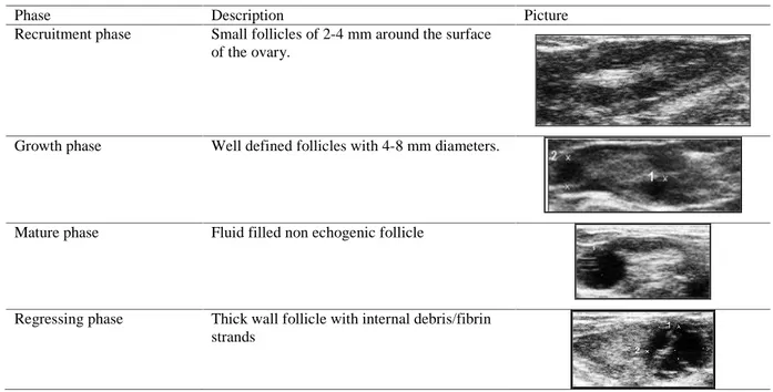 Table 1. Description and images of female dromedary camel ovarian follicular phases.