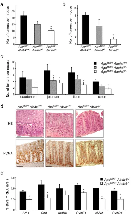 Figure 3.  Absence of biliary derived intraluminal phospholipids protects Abcb4 −/−  mice from intestinal 