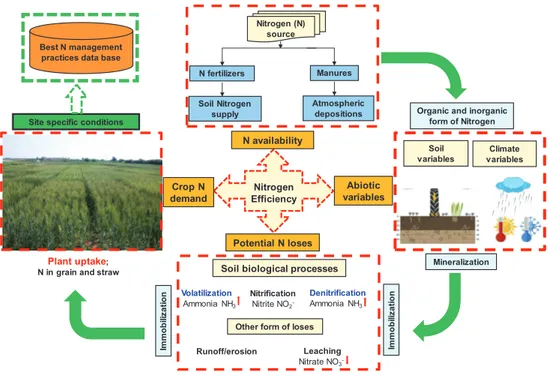 Figure 5. Potential fate of nitrogen in the agricultural system (in the case of durum wheat).