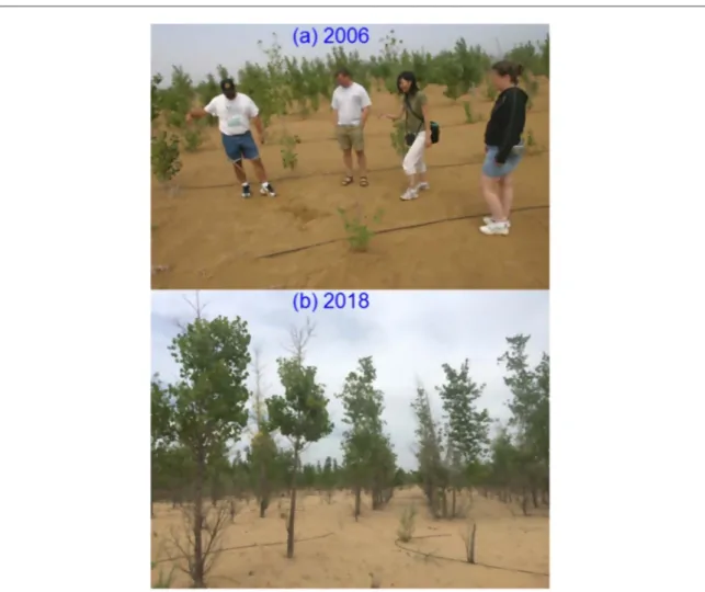 Figure 3. Poplar trees have been widely planted with incentives from government funding in the Kubuqi Desert and the ﬂoodplains of the Yellow River Basin to control wind erosion and abate dust storms