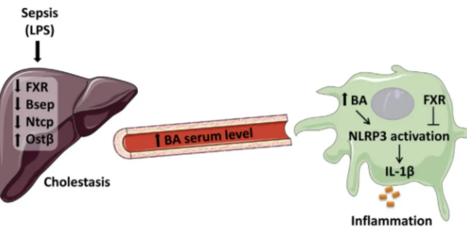 Figure 1. Proposed Link between Cholestasis and Poor Prognostic Outcome of Sepsis