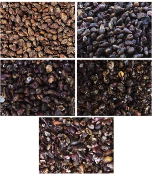 Fig. 7. Comparison of seeds of the control (a) and the seeds obtained by Type- B blade settings at: b) 480
