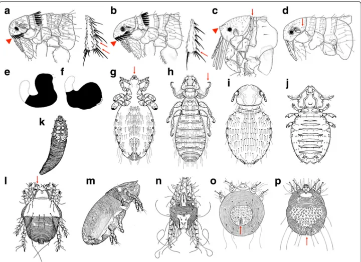 Fig. 3 Ectoparasites of dogs and cats. Line drawings for the identification of common dog and cat ectoparasites (fleas: a–f; lice: g–j and mites: k–p) found in Brazil