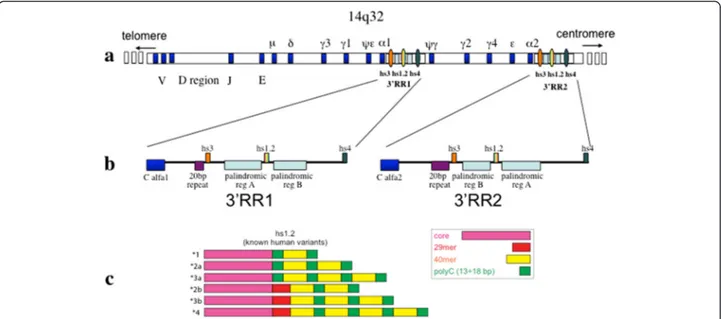 Figure 1 hs1.2 location and known human variants. a) The locus of the Ig heavy chain with the variable, constant and regulatory elements