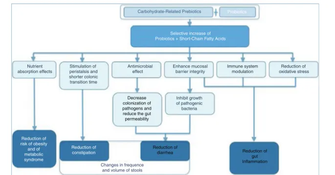 Figure 1 Mechanism of action of carbohydrate-related prebiotics + probiotics and their effects on human health.