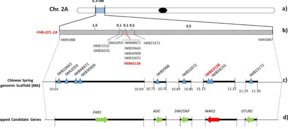 Figure 2.  Fine mapping of QFhb.mgb-2A chromosome of durum wheat. (a) Chromosome location of the FHB- FHB-QTL on 2A short arm