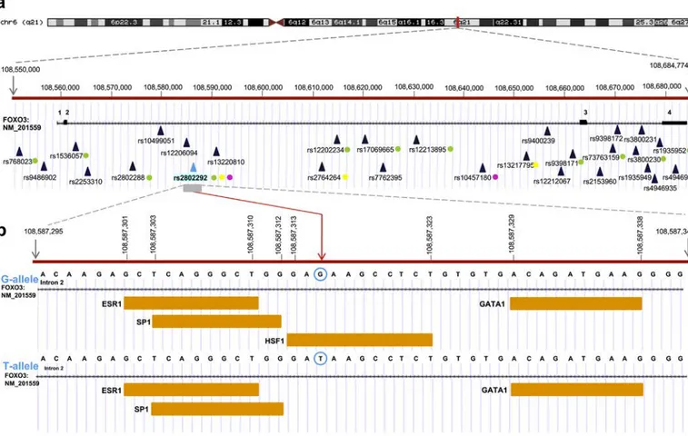 Fig. 1. Genomic region encompassing FOXO3 longevity SNPs (a) FOXO3 Ref Seq canonical transcript is mapped on the genomic region of chromosome 6 (UCSC Genome Browser, GRCh38)