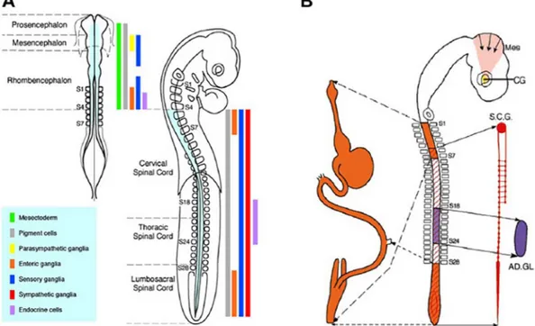 Fig. 4. Fate map of neural crest derivatives in the avian embryo as determined by quail-chick chimeras