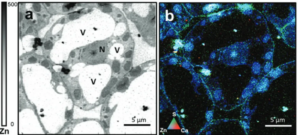 Fig. 12: (a) Subcellular zinc K-α X-ray fluorescence metal distribution map of a thin section (200 nm thickness) of a Fe-deficient 