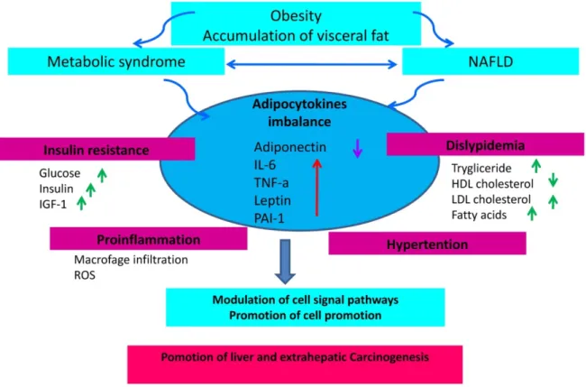 Figure 3. The state of chronic low-grade inflammation due to obesity and the presence of NAFLD leads to the emergence of a micro-environment favorable to the  development of cancer and the onset of insulin resistance due to activation of the axis that regu