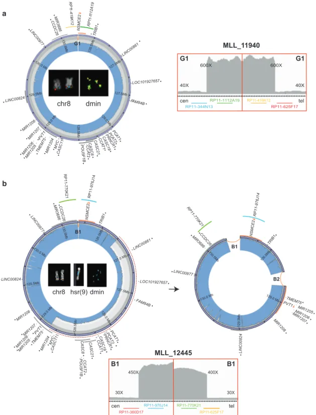 Fig. 1 Circular amplicons with no or low heterogeneity of structure. Images show the internal structure of ampli ﬁed segments in cases MLL_11940 (as an example of a patient with no heterogeneous amplicons joined by a duplication) (a) and MLL_12445 (as an e