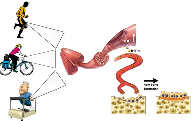 Figure 1. The myokine Irisin, produced by skeletal muscle and released into the circulation during 