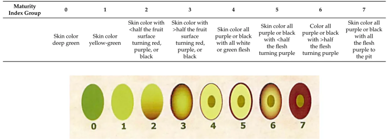 Table 2. Maturity index (MI) classification groups of olives based on skin and flesh color.