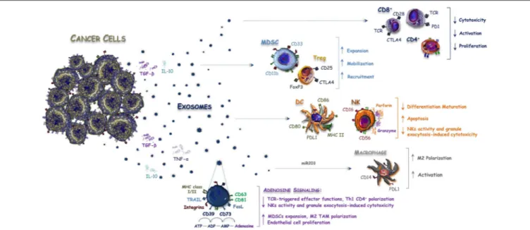 FIGURE 1 | Exosomes released by CRC cells balance immune system activity. Anti-cancer immune response is modulated within the tumor microenvironment by interleukins and Exos released by CRC cells