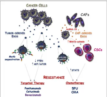 FIGURE 2 | Mechanisms responsible for Exosome-mediated drug resistance in CRC. Exosomes released by either tumor cells (Tumor-derived Exos) or cancer associated fibroblasts (CAF-derived Exos) cooperate to induce resistance of CRC against targeted and cytot