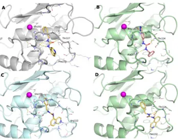 Figure 5. Docking poses of: (A) 1h in the MMP-2; (B) 1m in the MMP-13; (C) 1h in the MMP-8; and 