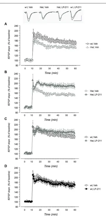 FIGURE 5 | Treatment with LP-211 improves long-term potentiation (LTP) in MeCP2-308 female mice
