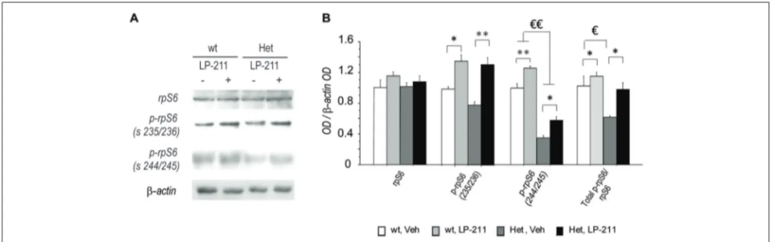 FIGURE 6 | Long-lasting beneficial effects of the stimulation of the 5-HT7 receptor on RTT-related alterations in rpS6 activity in mouse hippocampus