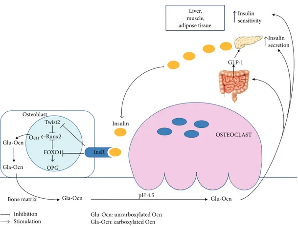Figure 1: Interplay between Ocn and insulin secretion/sensitivity.