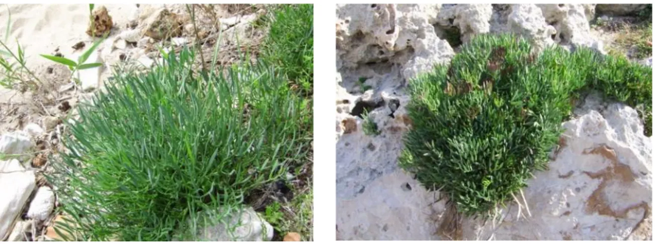 Figure  1.  Plants  of  sea  fennel  on  a  sandy  beach  (left)  and  maritime  rocks  (right)