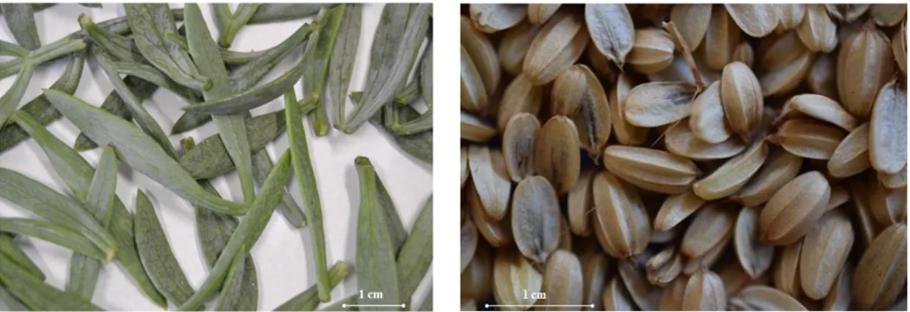 Figure 3. Leaves (left) and fruits (right) of sea fennel. 0246810121416DocumentsYears