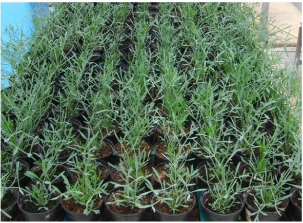 Figure  6.  Potted  sea  fennel  grown  by  using  different  posidonia  compost-based  substrates  in  comparison with peat [8]