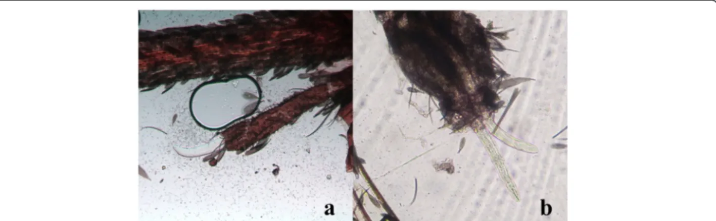 Figure 5 L3 of Dirofilaria immitis within the head of Aedes koreicus (10X). L3 emerging from the palp (a) and the proboscis (b).