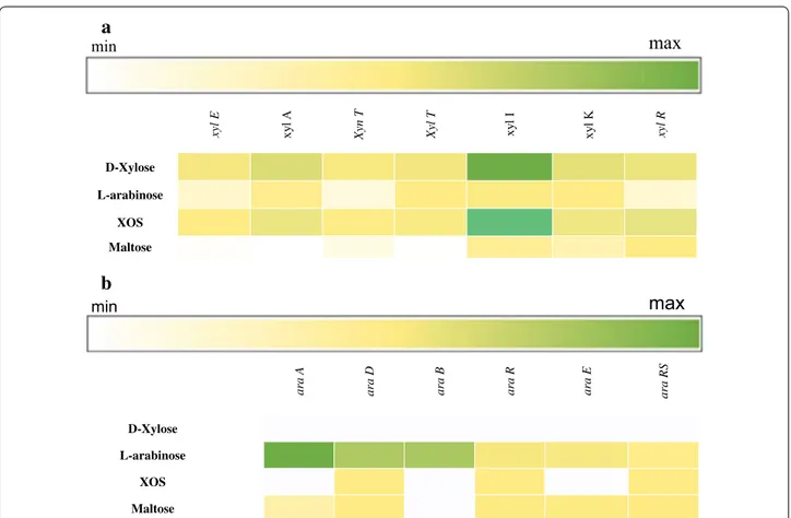 Fig. 1  Heatmap based on the transcriptome analysis of Lactobacillus rossiae DSM15814 T  grown on  d -xylose,  l -arabinose, XOS and maltose as the  sole carbon source