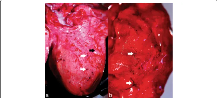 Fig. 10 Gross lesions produced by P. falciformis. a Adults in nodules in the subpleural space (white arrows) and the presence of alveolar emphysema (black arrow)
