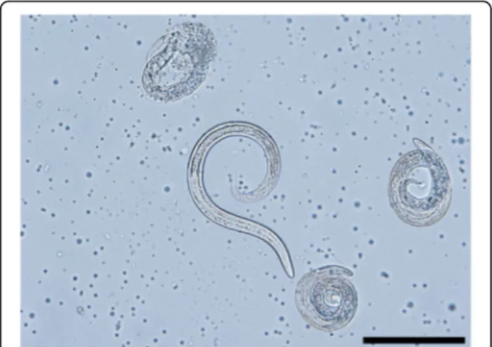 Fig. 4 Free L1 larva (center) and eggs with larvae of P. falciformis. Scale-bar: 100 μm