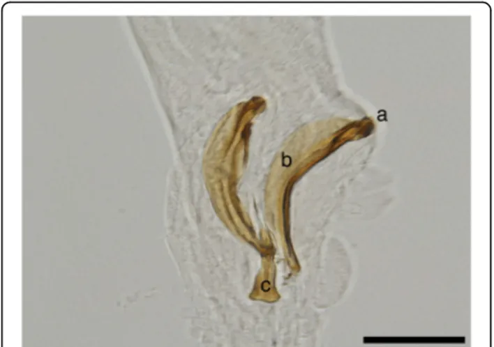 Fig. 6 Spicules and gubernaculum of P. falciformis. a Knob-shaped anterior end of the spicule