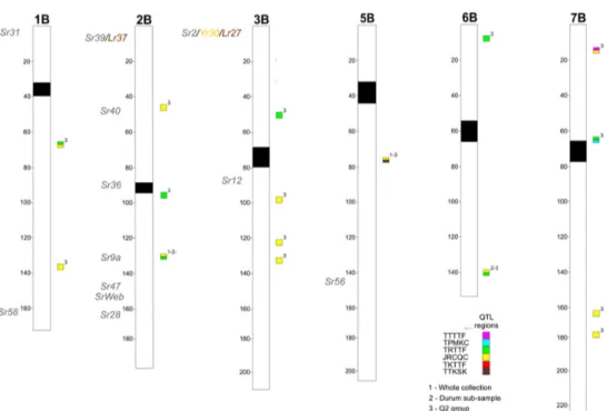 Figure 3. Schematic representation of a genome chromosomes of the durum consensus linkage map 