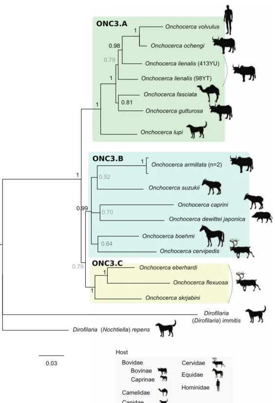 Figure 4. Phylogeny of the Onchocerca genus based on partitioned concatenated datasets of seven markers
