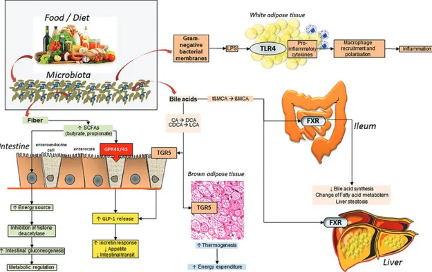 Figure 1. Complex pathways linking diet to microbiota to fermentation and a number of metabolic processes in the body