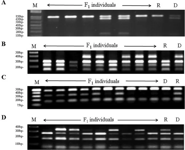 Figure 1. Agarose gel electrophoresis of cleaved amplified polymorphic sequence (CAPS) markers on 