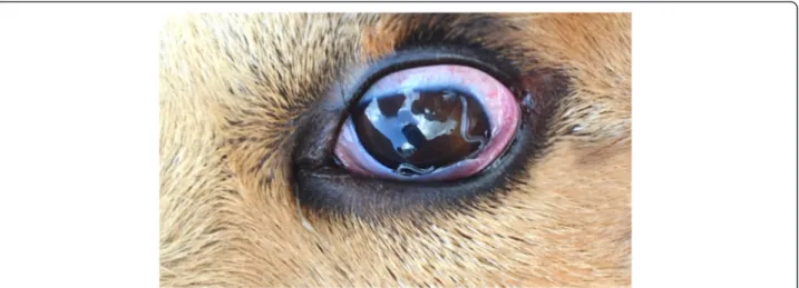 Fig. 1 Dog eye with Thelazia callipaeda worms. Nematodes in the conjunctiva of a dog with a severe conjunctivitis and follicular hypertrophy of the conjunctiva