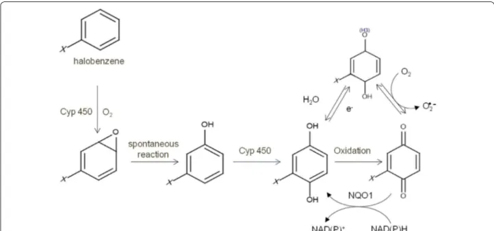 Fig. 1  Metabolic hepatic pathway of halobenzenes mediated by CYP450. X stands for any halogenated atom